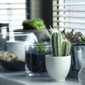 Feng Shui: 15 plantas que afastam a negatividade e a inveja