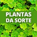 Se você tem alguma destas 5 plantas, seu 2024 será de muita sorte