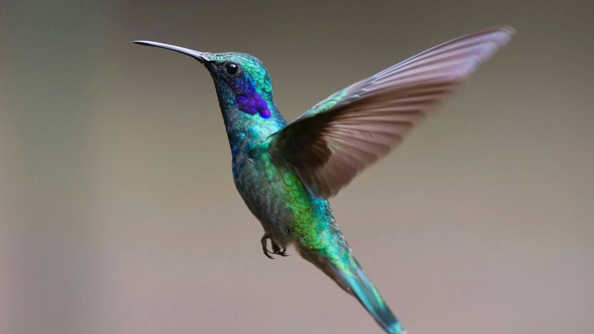 O que significa receber a visita de um beija-flor em casa?