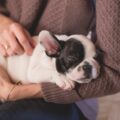 Seu cachorro te ama? Veja 7 sinais que comprovam esse amor
