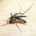 10 dicas infalíveis para se livrar dos mosquitos no verão