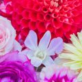 7 flores orientais lindas e coloridas para ter em casa