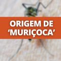 Qual é a verdadeira origem da palavra “muriçoca”?