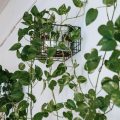 Plantas aéreas: o que são e como cuidar delas em casa