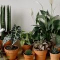 9 plantas para ter na cozinha e atrair boa sorte