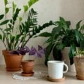 15 plantas que precisam de pouca água e são fáceis de cuidar