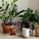 7 plantas que atraem dinheiro, sorte e boas energias