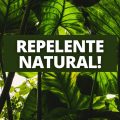 Adeus, muriçoca: esta planta é um repelente natural de insetos