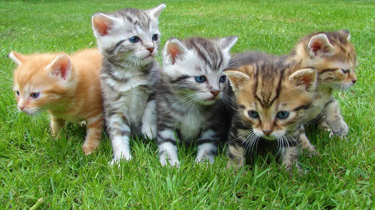 Português descomplicado: você sabe qual é o coletivo de gatos, Qual é o coletivo de gatos, Qual o nome de um grupo de gatos, Qual a palavra que não se refere a um grupo de gato, Qual é o coletivo de cães.