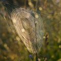 Ela tem tamanho de um prato: conheça a maior aranha do mundo