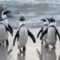 Afinal de contas, os pinguins têm joelho ou não? Descubra a resposta