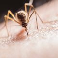 “Sangue doce” atrai mais mosquitos? Veja o que diz a Ciência