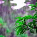 Gosta do cheiro de chuva na terra? Existe uma palavra para o aroma