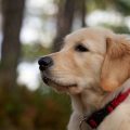 Cães podem farejar flashbacks em pessoas traumatizadas, sugere estudo