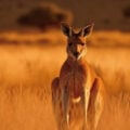 5 animais raros que são encontrados somente na Austrália