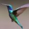 Beija-flor e colibri são sinônimos ou correspondem a aves diferentes?