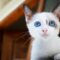 É verdade que todos os gatos nascem com os olhos azuis?
