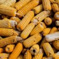 É verdade que o nosso corpo não consegue digerir o milho?