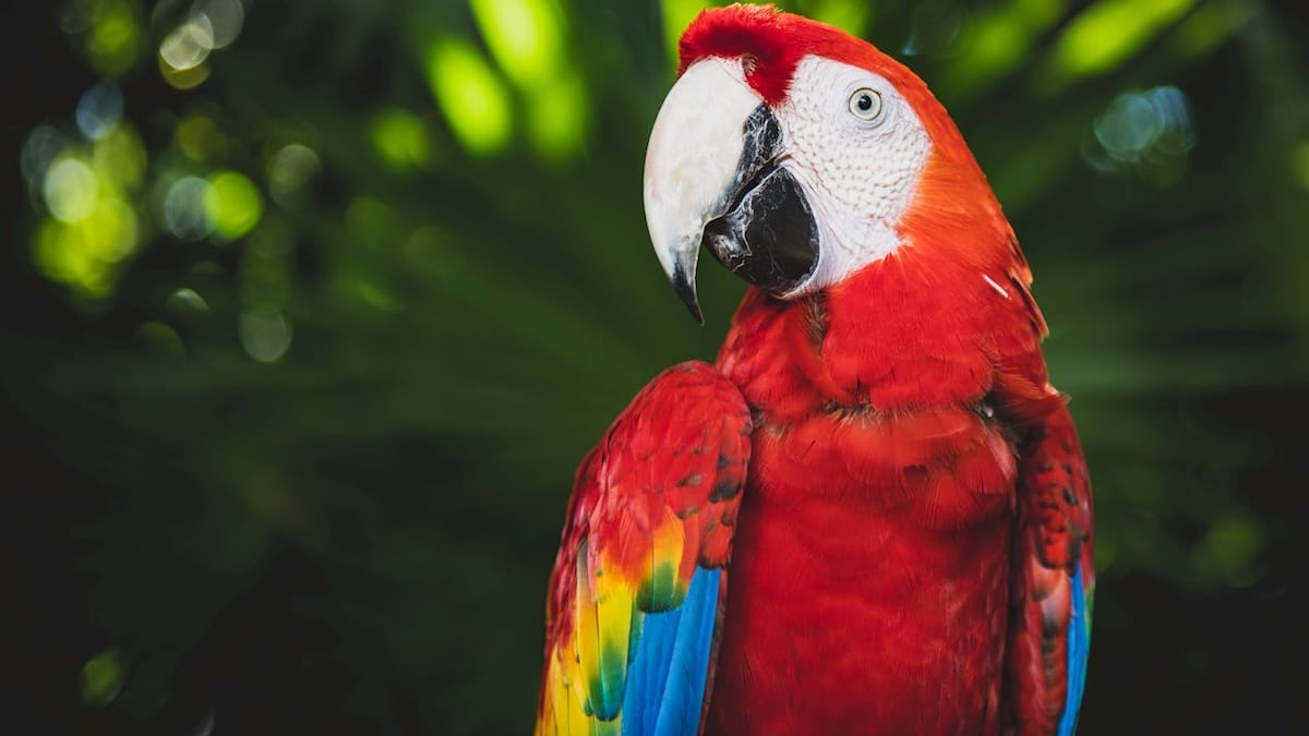 Sabia que 'arara' é um palíndromo? De trás pra frente, continua sendo 'arara'! 🦜✨