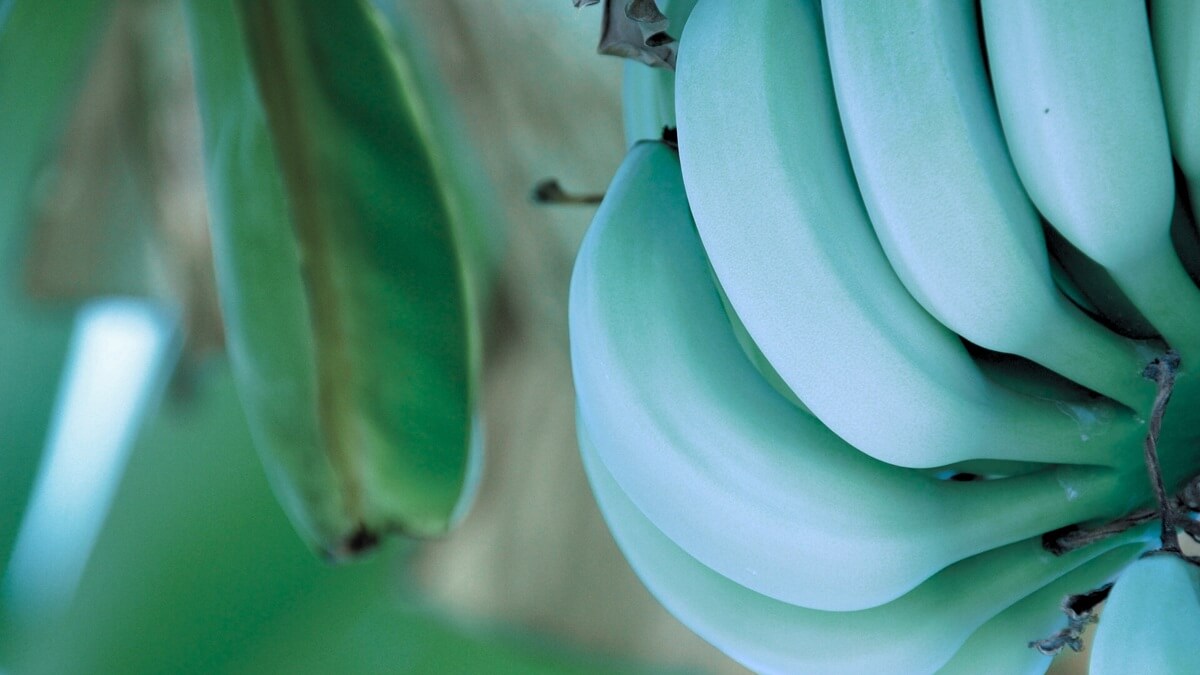 Onde existe a banana azul, pode comer banana azul, como é o pé da banana azul, é verdade que existe banana azul, qual o gosto da banana azul.