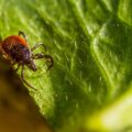 2 plantas Infalíveis para manter Pulgas e Carrapatos longe da sua casa