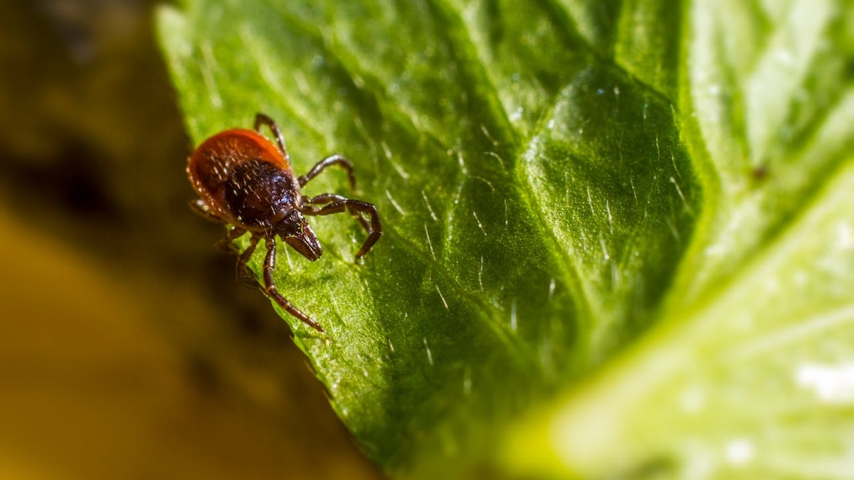 2 plantas Infalíveis para manter Pulgas e Carrapatos longe da sua casa