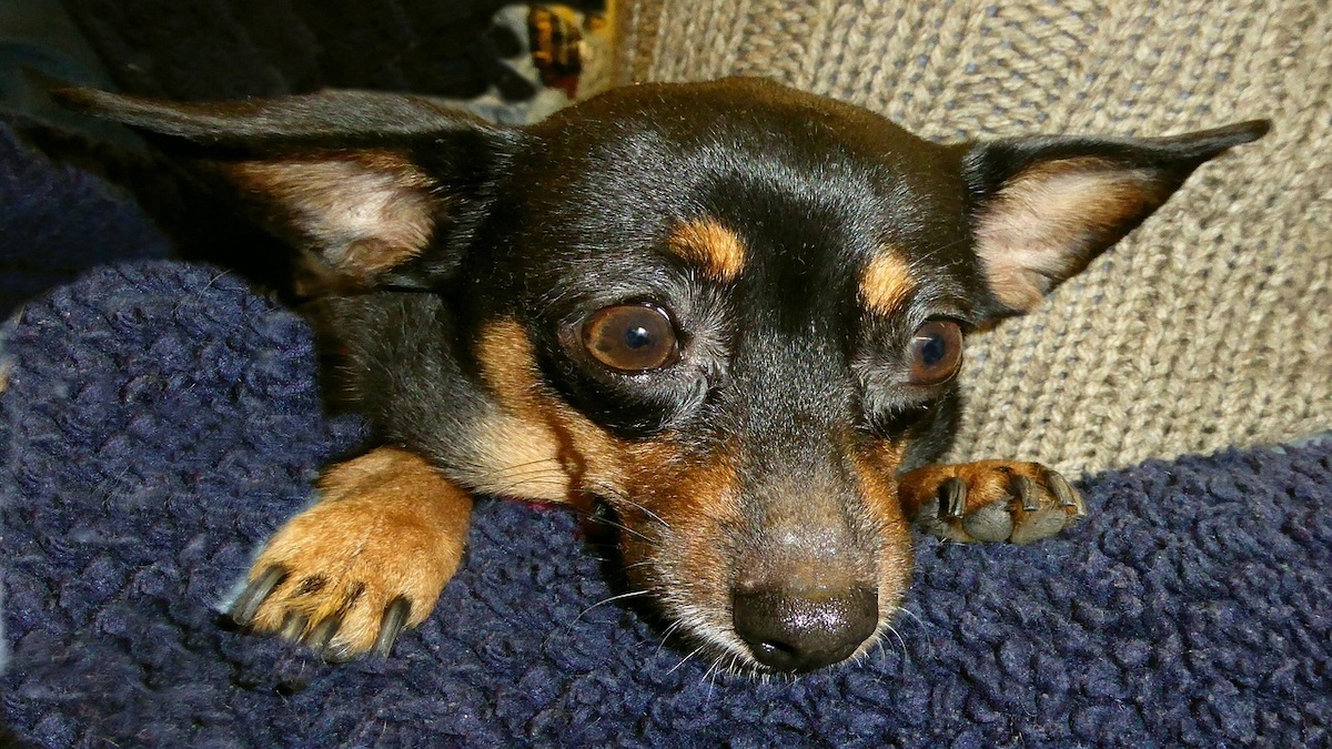 Pinscher