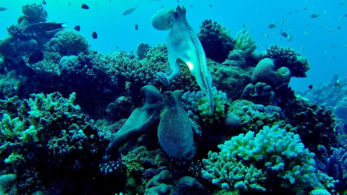 Qual o tamanho do polvo-gigante-do-Pacífico, qual o maior polvo que já existiu, qual o maior polvo já encontrado no mar, qual é o maior polvo do planeta Terra.