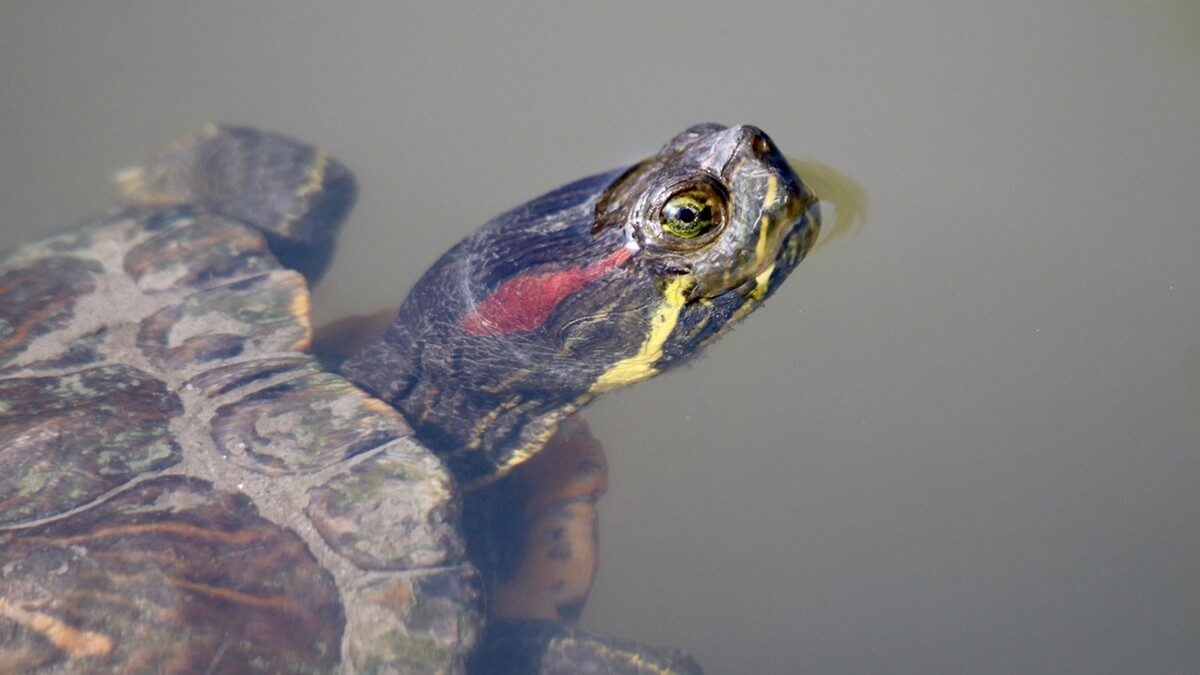 Qual é o bicho mais raro do mundo inteiro?