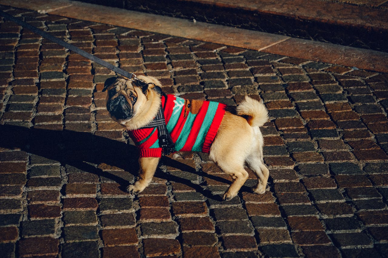 Cachorro Pug