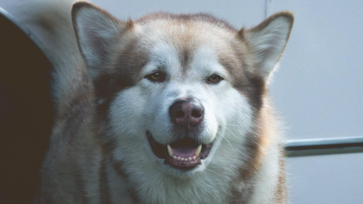 O que é um cão-lobo híbrido, pode ter wolfdog no Brasil, o que é um cão híbrido, quando mistura raças de cachorro e lobo.