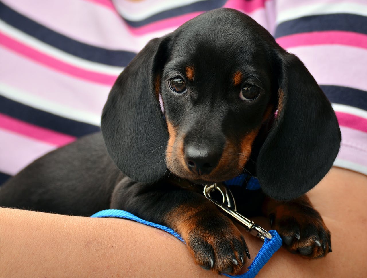 Salsicha / dachshund