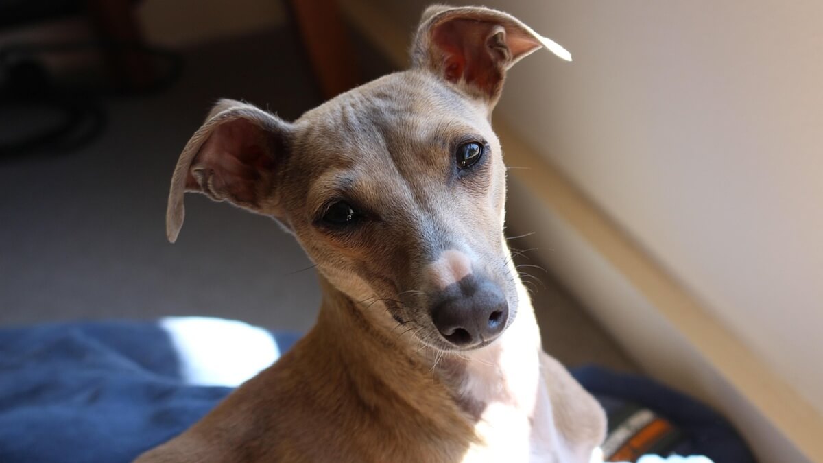 Qual é o cão que foi considerado santo, por que o cachorro é sagrado, qual santo tinha cabeça de cachorro, qual o nome do cachorro que virou santo.