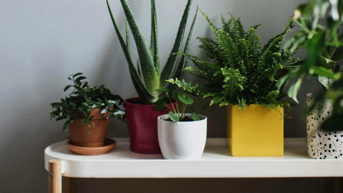 Plantas para refrescar sua casa