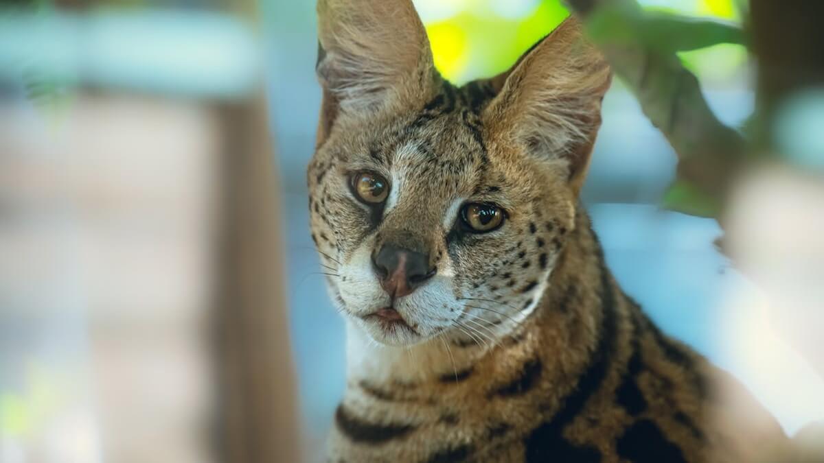 Qual é o gato mais caro do mundo?