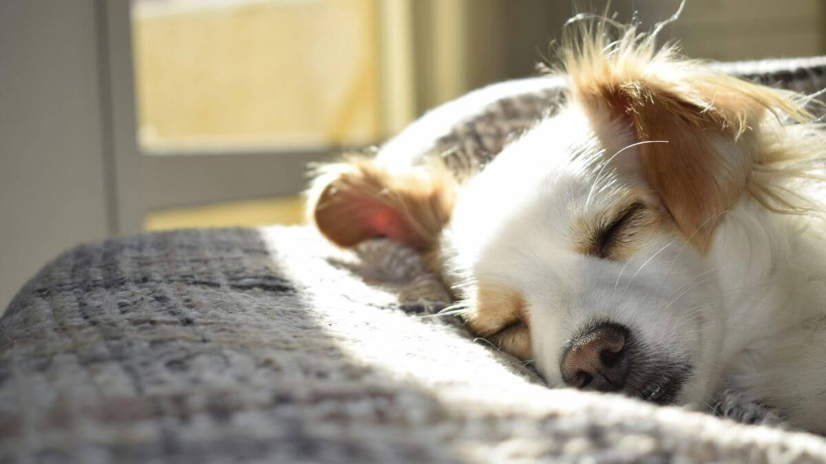 Raças de cachorro para apartamento