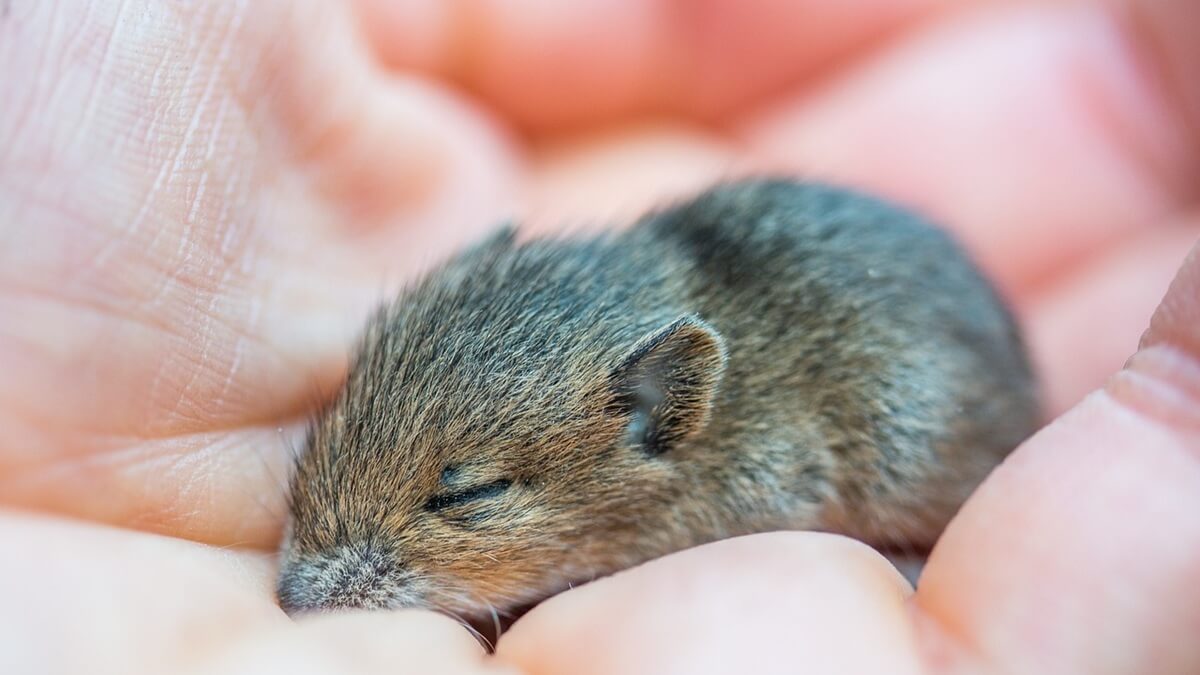Quais animais voltaram da extinção, quais animais extintos podem voltar à vida, é possível ressuscitar um animal extinto, qual o animal extinto que voltou mais recente.