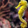 O único animal macho que pode engravidar tem apenas 15 cm de tamanho