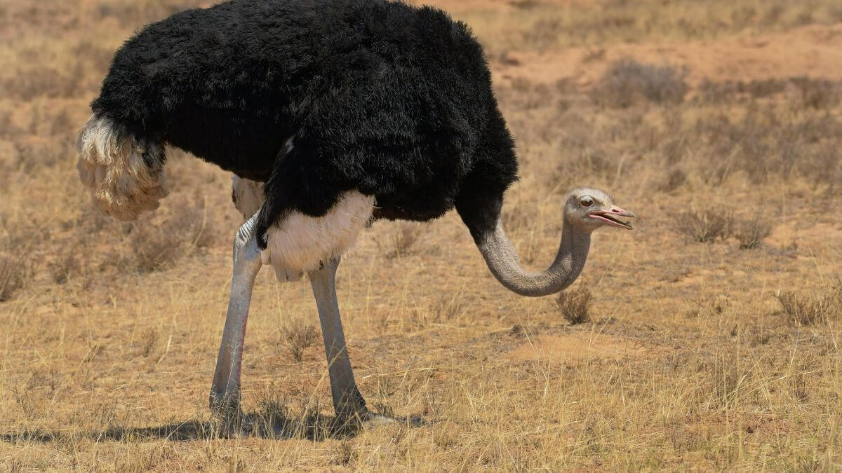 Avestruz come pedra, Avestruz, Aves