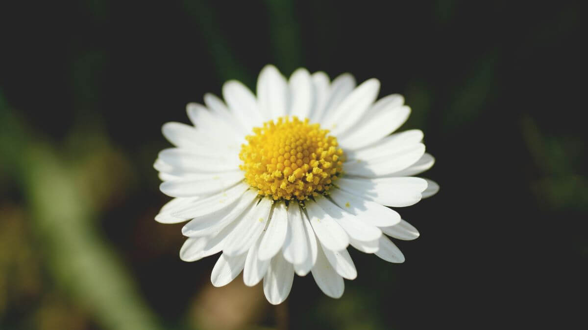 Flor de abril, Flor do mês de nascimento, Abril