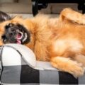 O que significa quando o cachorro dorme de barriga para cima?
