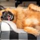 O que significa quando o cachorro dorme de barriga para cima?