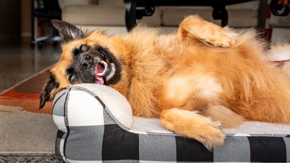 É normal o cachorro dormir com a língua para fora, o que significa o cachorro ficar com a língua para fora, o que significa quando o cachorro fica mostrando a língua.