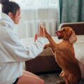 Cães, segundo estudo, conseguem entender 89 palavras: Sabe quais?