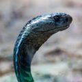 Perigosa: cobra mais rápida do mundo atinge até 20 km/h