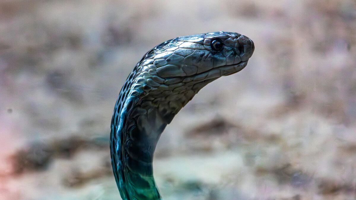 Cobra mais rápida do mundo, Cobra, Letal