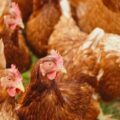 Qual é o coletivo de galinha? No dicionário, existem 3 opções possíveis