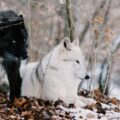Extinta há mais de 10 mil anos, espécie de lobo é “recriada” por cientistas