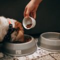 Afinal, qual é a melhor hora para dar comida ao seu cachorro?