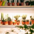 7 plantas pequenas e charmosas que cabem em qualquer ambiente